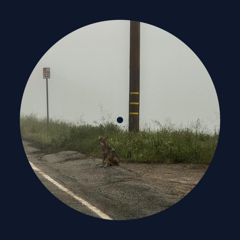 Dominic Fike – To Say To Say