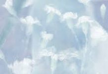 VIVIZ – Wildflower