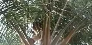 Ogene Omugwo - Elozonachi (Vol. 1)