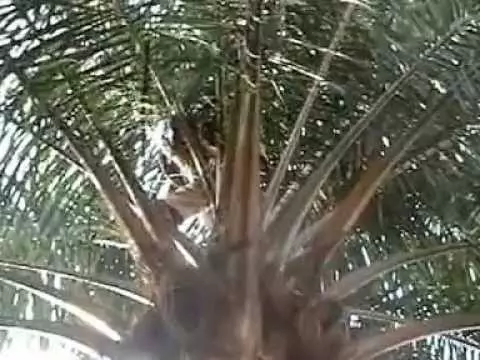 Ogene Omugwo – Elozonachi (Vol. 1)