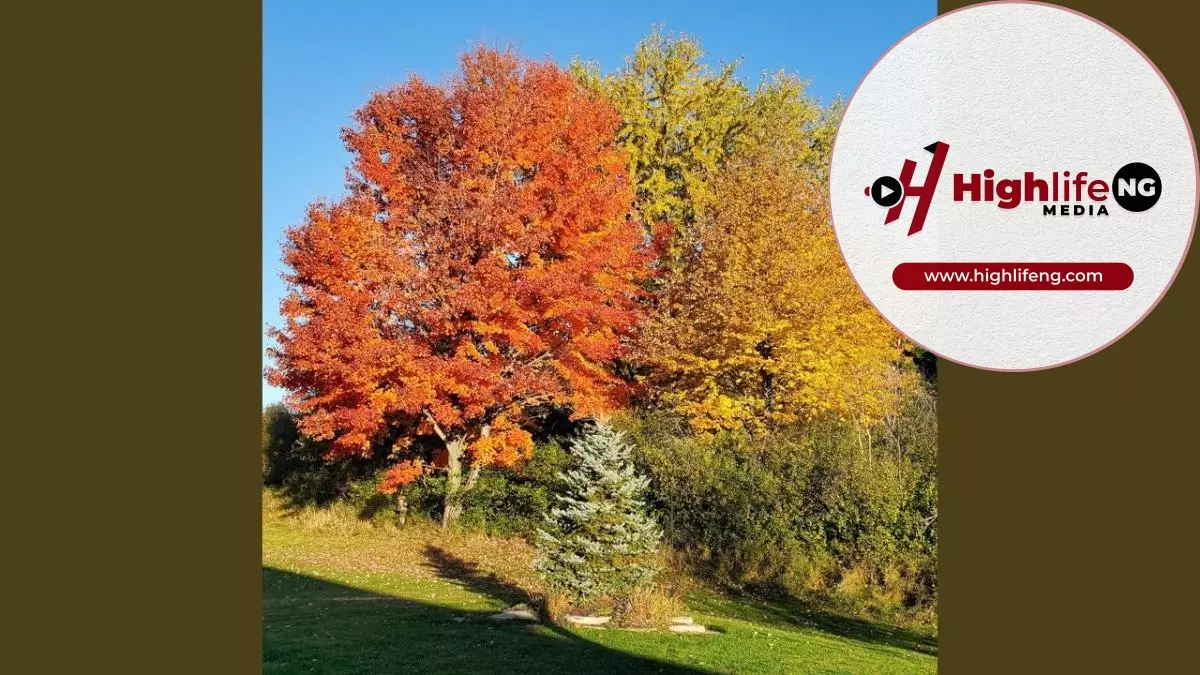 Stanley Okorie - Lose Your Soul