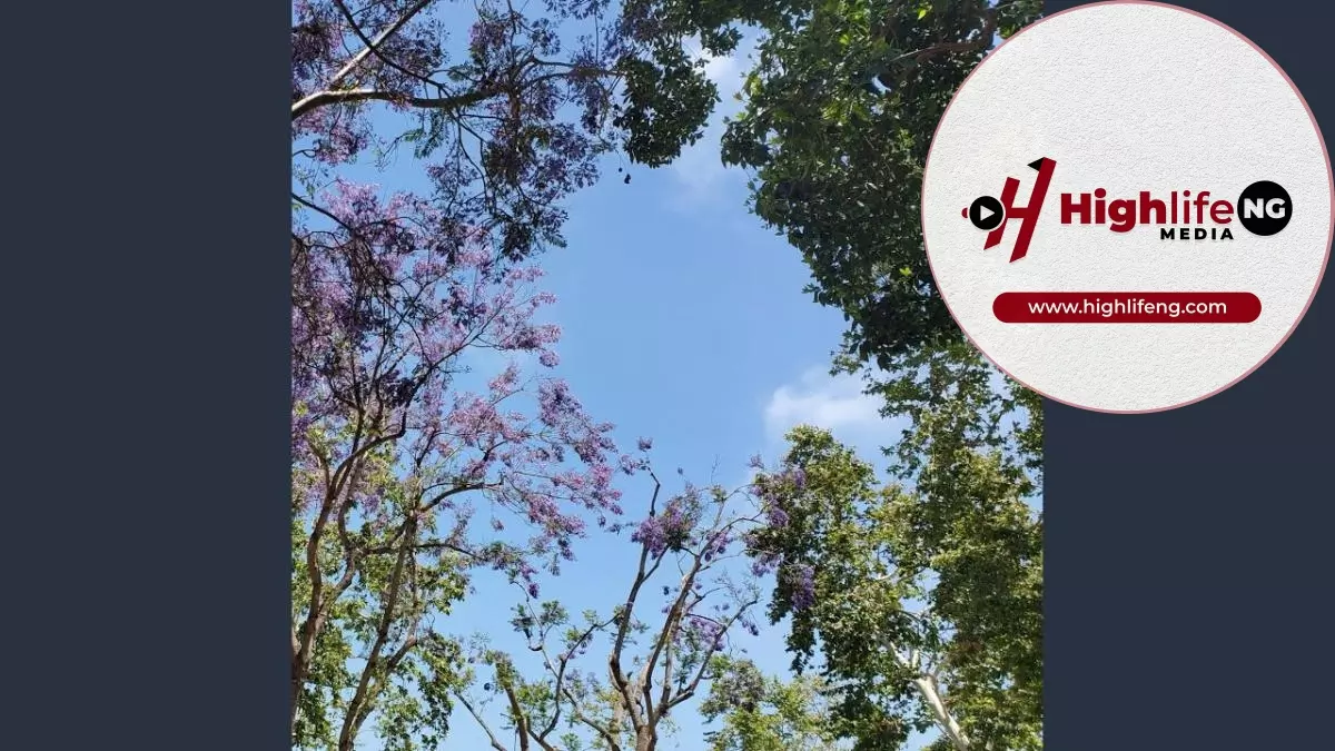 Stanley Okorie - Needed Most